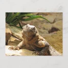 Lizard Postkorsningskort Vykort