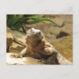Lizard Postkorsningskort Vykort
