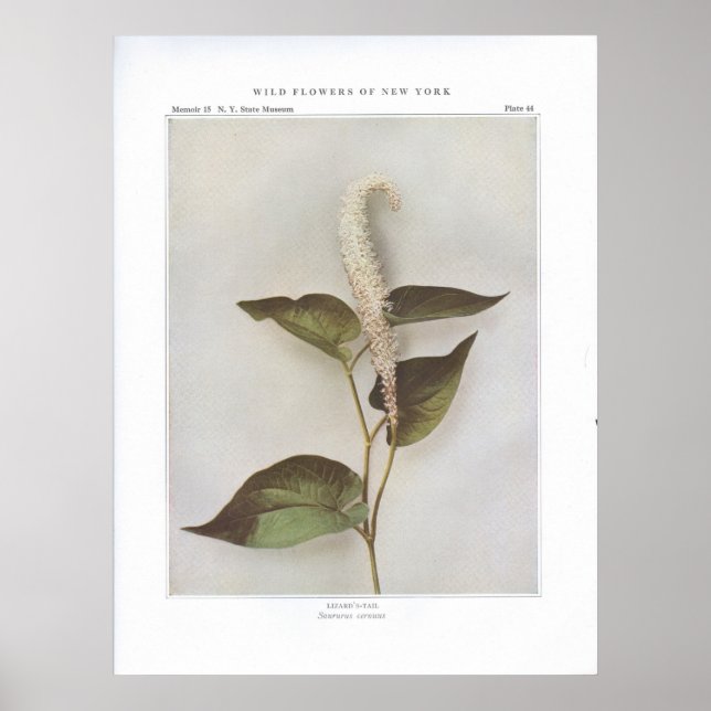 Lizard-Svan - Saururus cernuus Poster (Framsidan)