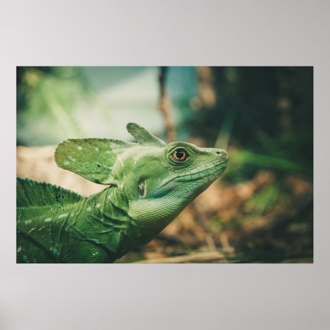 Lizard vaktar stängning av vyn öga poster (Framsidan)