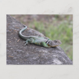 Lizard Vykort