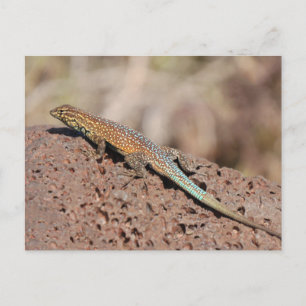 Lizard Vykort