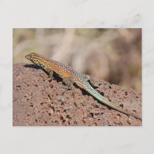 Lizard Vykort (Framsida)
