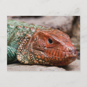 Lizard Vykort