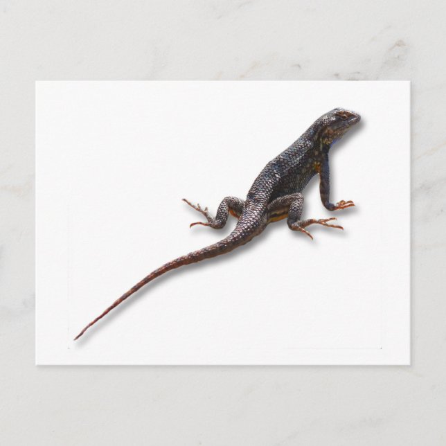 LIZARD VYKORT (Framsida)
