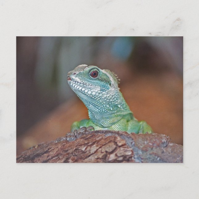 Lizard-vykort Vykort (Framsida)
