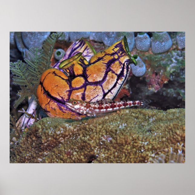 Lizardfish och Tunicate Poster (Framsidan)