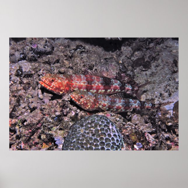 Lizardfish Pair II Poster (Framsidan)