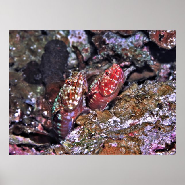Lizardfish Pair Poster (Framsidan)