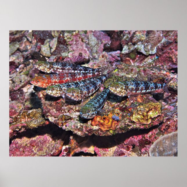 Lizardfish Party II Poster (Framsidan)