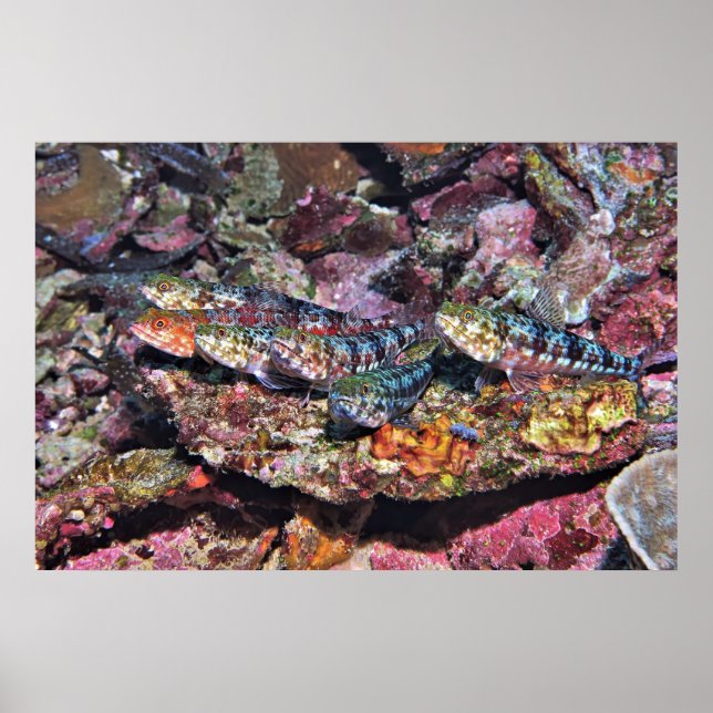 Lizardfish Party Poster (Framsidan)