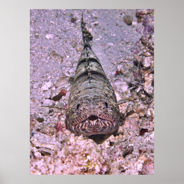 Lizardfish Porträtt Poster (Framsidan)
