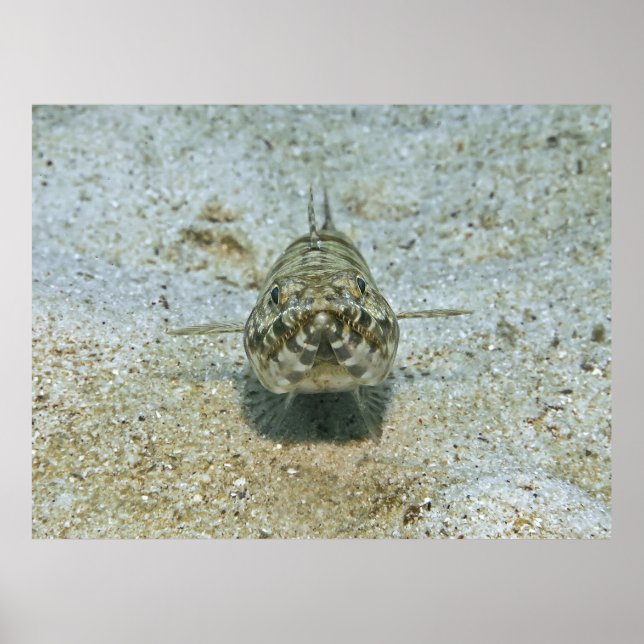 Lizardfish Stare-down Poster (Framsidan)