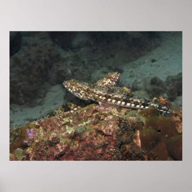 Lizardfish X Poster (Framsidan)