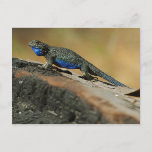 Lizards Blue Belly Scales Vykort