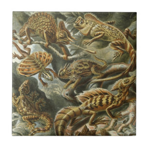 Lizards by Ernst Haeckel Vintage Lacertilia Animal Kakelplatta