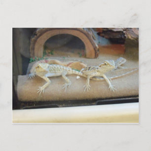 Lizards for Pet Store Vykort