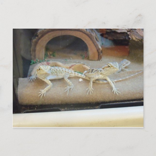 Lizards for Pet Store Vykort (Framsida)