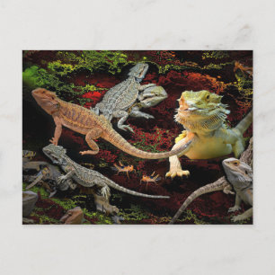 lizards galore vykort