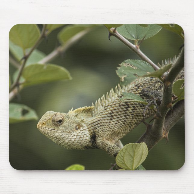Lizards, lizards, animals in Oriental Garden Musmatta (Framsidan)