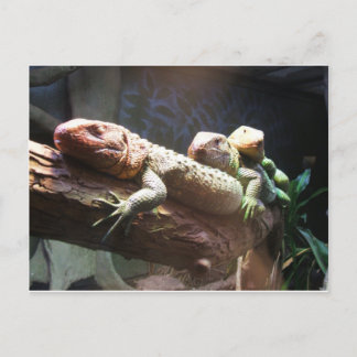 Lizards Lounging-vykort Vykort