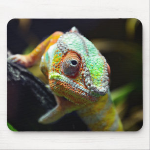 Lizards, reptiler musmatta