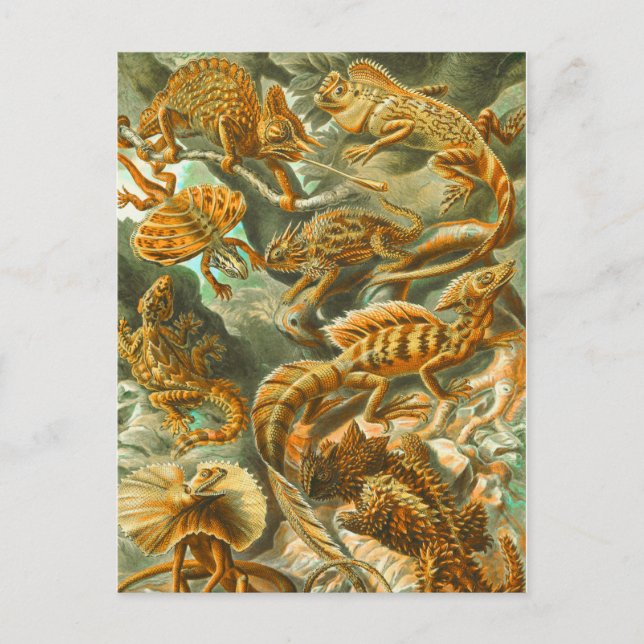 Lizards Vykort (Framsida)