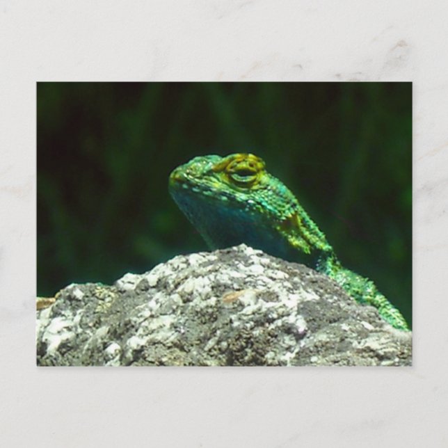 Lizz Vykort (Framsida)