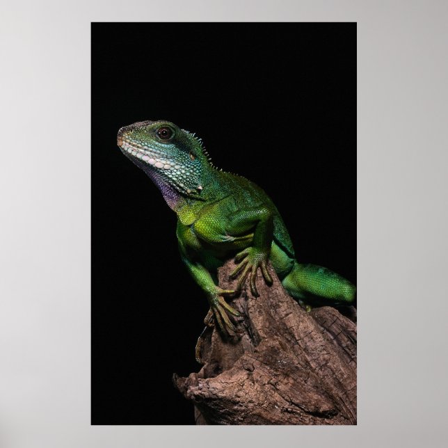 Lizzard Poster (Framsidan)