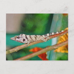 Lizzard Vykort