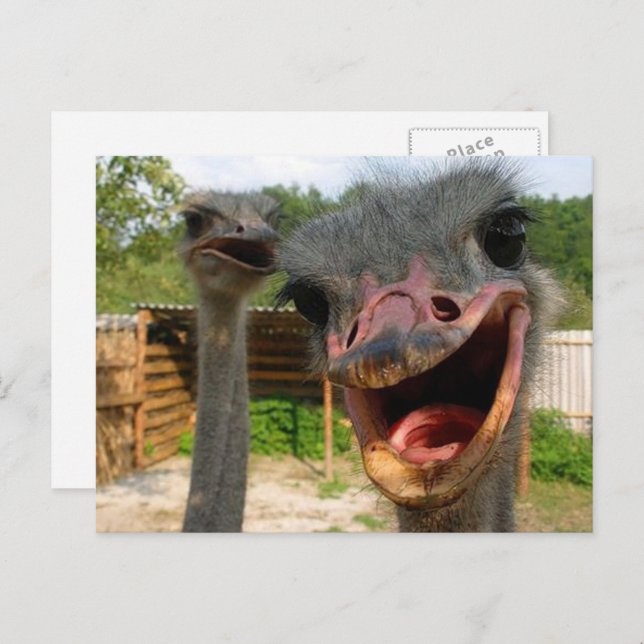 Ljuny Ansikte Ostrich lite foto Vykort (Fram/baksida)