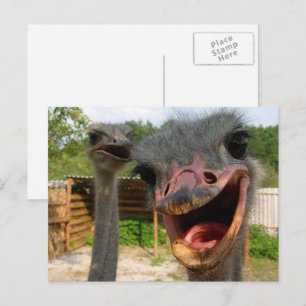 Ljuny Ansikte Ostrich lite foto Vykort
