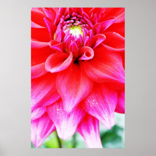Ljus blomma poster
