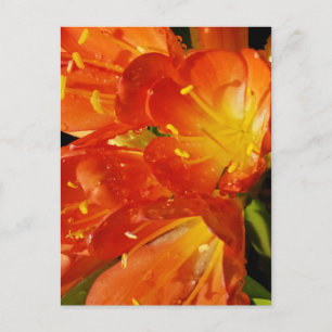 Ljus Blommotiv Närbild Naturfotografering Vykort