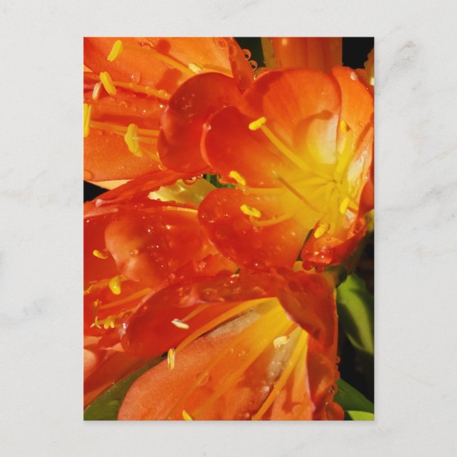 Ljus Blommotiv Närbild Naturfotografering Vykort (Framsida)
