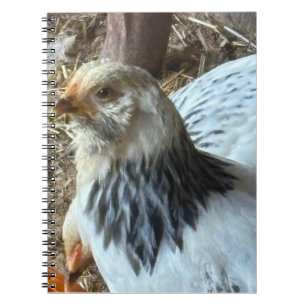 Ljus Brahma CHicken Anteckningsbok