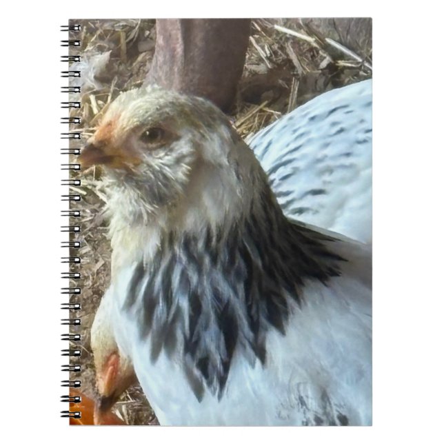 Ljus Brahma CHicken Anteckningsbok (Framsidan)