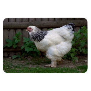 Ljus Brahma Hett Magnet