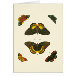Ljus Butterflies by Pieter Cramer Hälsningskort