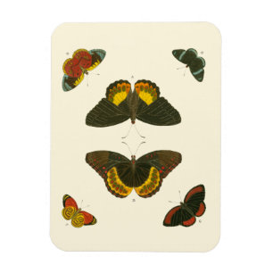 Ljus Butterflies by Pieter Cramer Magnet