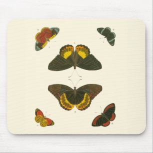Ljus Butterflies by Pieter Cramer Musmatta