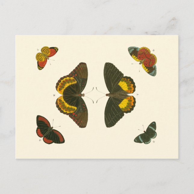 Ljus Butterflies by Pieter Cramer Vykort (Framsida)