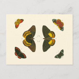 Ljus Butterflies by Pieter Cramer Vykort