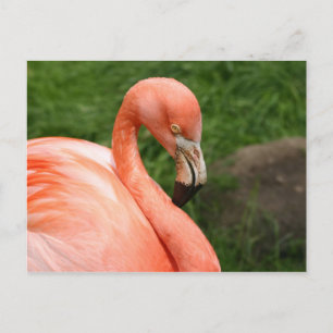 Ljus Flamingo-vykort Vykort