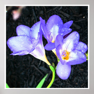 Ljus Freesia Poster