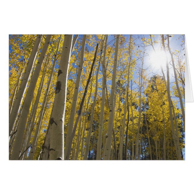 Ljus genom Aspen Hälsningskort (Framsidan Horizontal)
