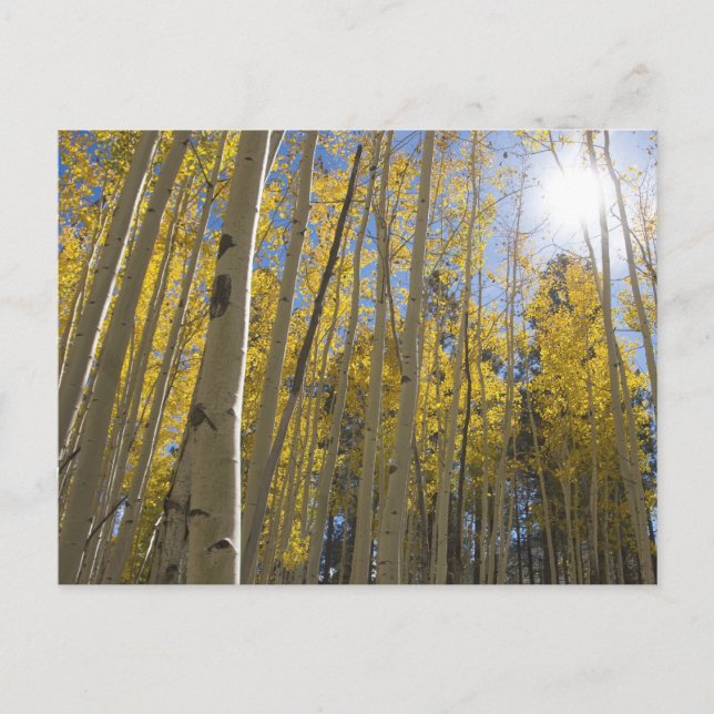 Ljus genom Aspen Vykort (Framsida)