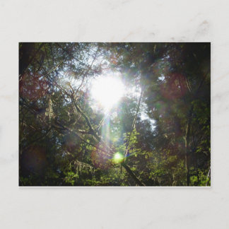 Ljus genom träd vykort