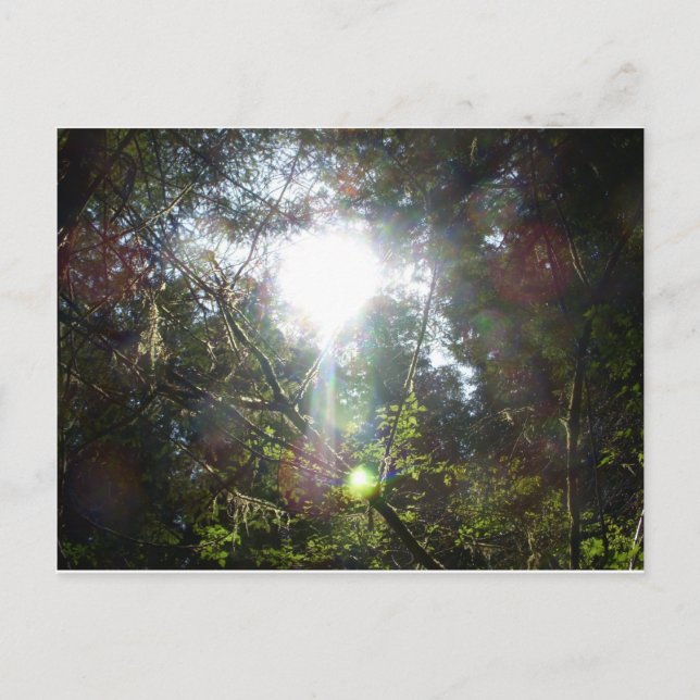 Ljus genom träd vykort (Framsida)