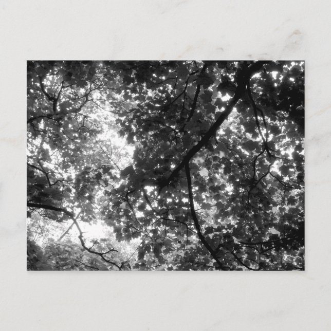 Ljus genom Träd Vykort (Framsida)